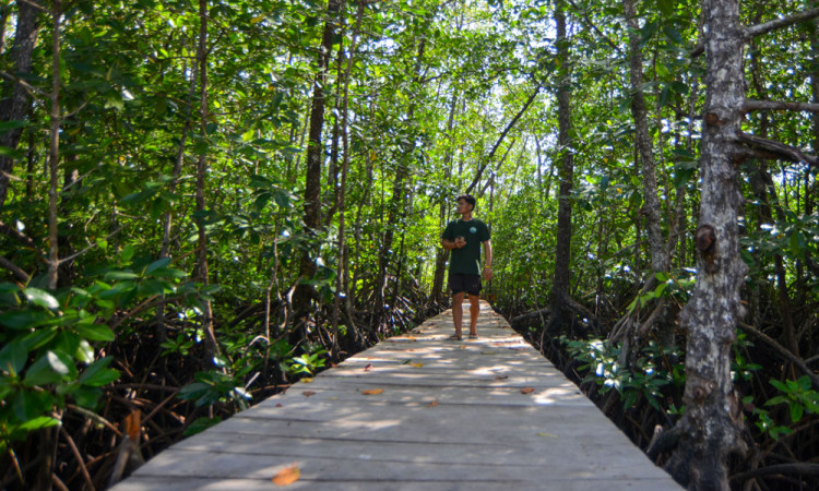 Potensi Wisata Mangrove Pulau Siberut Mentawai