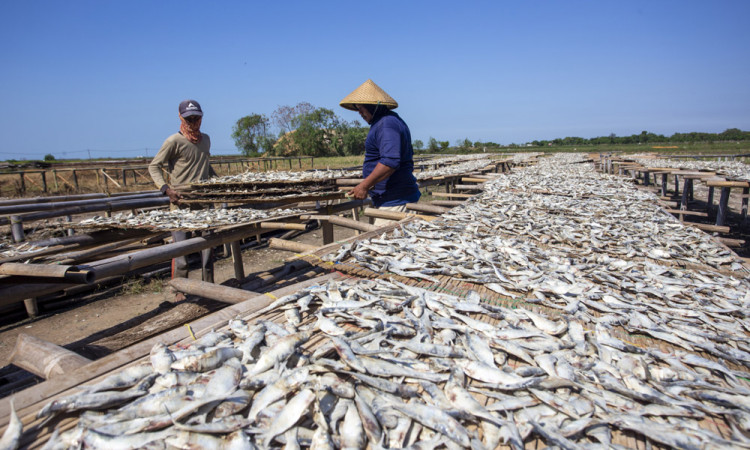 Produksi Ikan Kering Terkendala Cuaca