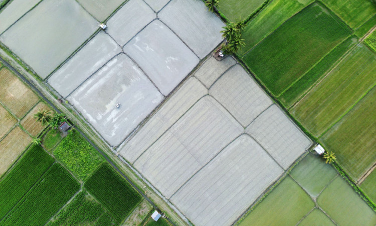 Target Pencetakan Sawah Rakyat di Sulteng