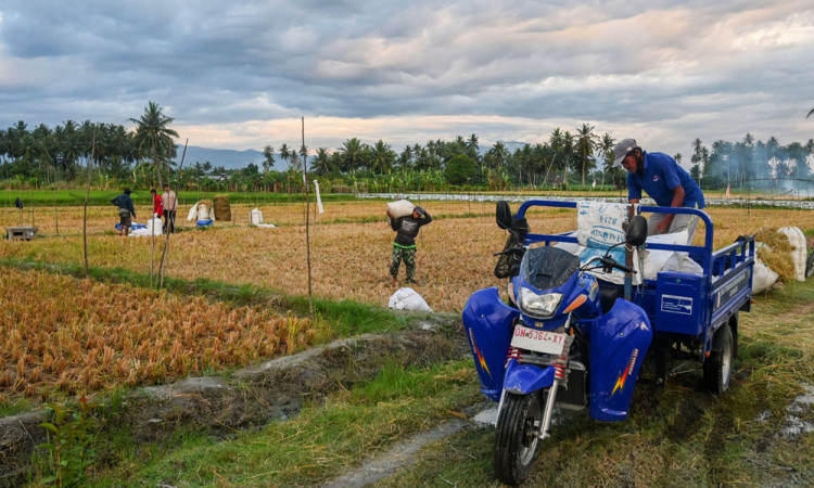 Target Pencetakan Sawah Rakyat di Sulteng
