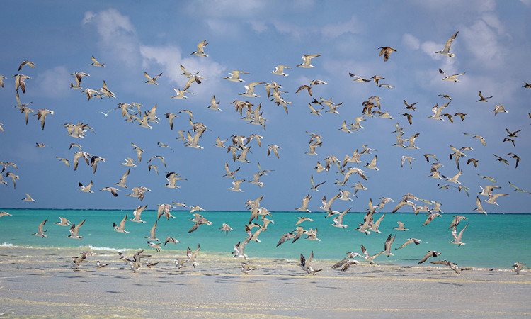 Berkumpulnya Ribuan Burung camar Laut di Tepi Pantai Sebagai Penanda Awal Musim ikan di Kepulauan Masalembu