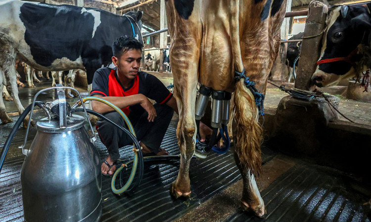 Populasi Sapi Perah di Jawa Timur Mulai Pulih Pasca Wabah Penyakit Mulut dan Kuku (PMK)