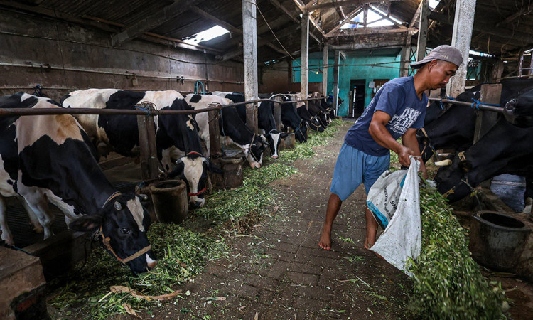 Populasi Sapi Perah di Jawa Timur Mulai Pulih Pasca Wabah Penyakit Mulut dan Kuku (PMK)