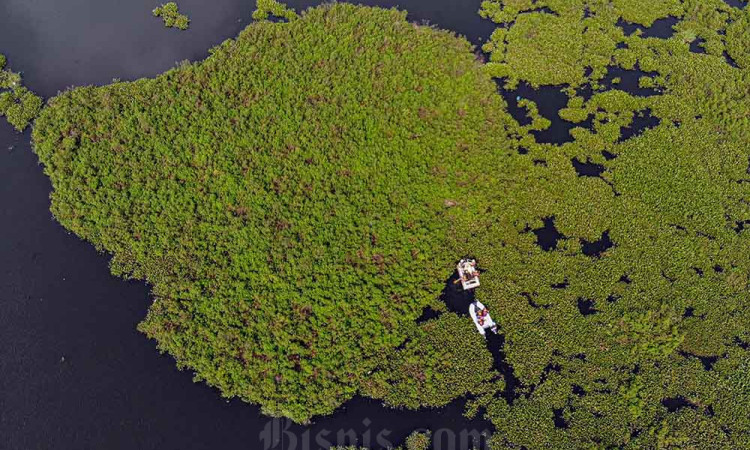 Pembersihan Eceng Gondok di Situ Gunung Putri