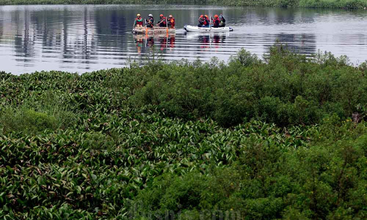 Pembersihan Eceng Gondok di Situ Gunung Putri