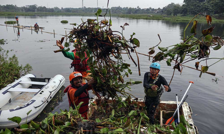Pembersihan Eceng Gondok di Situ Gunung Putri