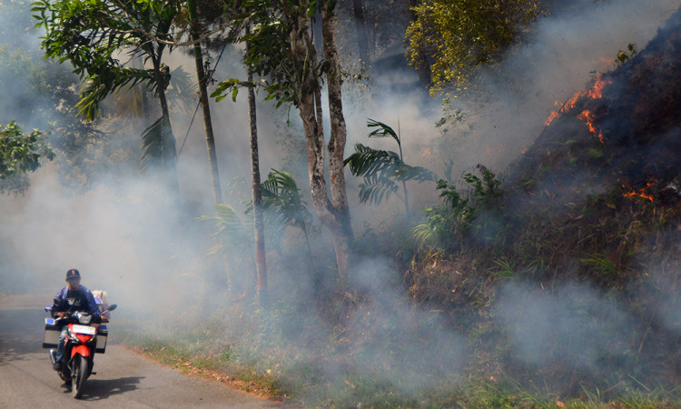 300 Hektare Area Perkebunan dan Hutan Terbakar