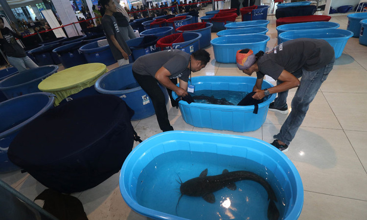 Kontes Ikan Lele Indukan di Kediri
