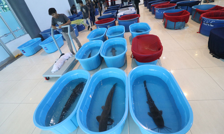 Kontes Ikan Lele Indukan di Kediri