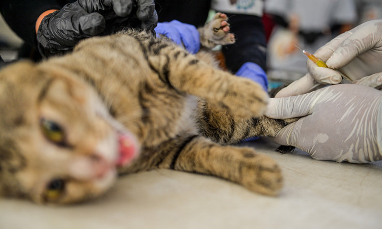 Sterilisasi Kucing Liar di Bandung
