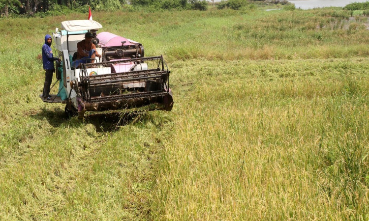 Sejumlah Daerah Mengalami Kenaikan Harga Beras