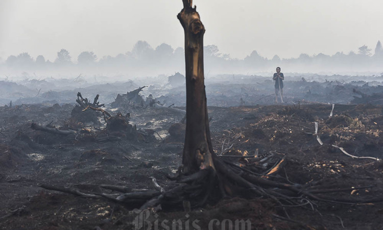 Kebakaran Hutan dan Lahan Hanguskan 270 Hektare Lahan di Jambi