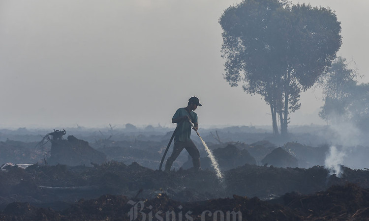 Kebakaran Hutan dan Lahan Hanguskan 270 Hektare Lahan di Jambi