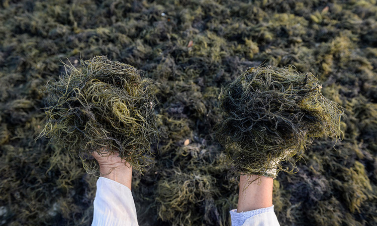 Fokus Pengembangan Industri Rumput Laut