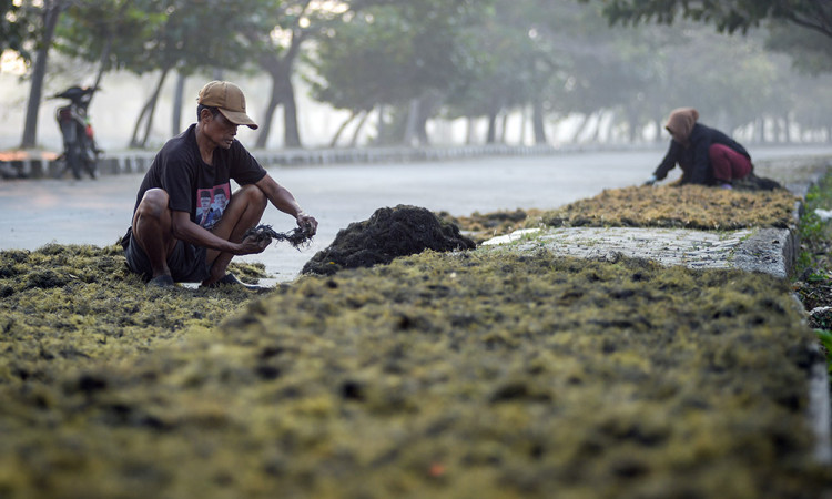 Fokus Pengembangan Industri Rumput Laut