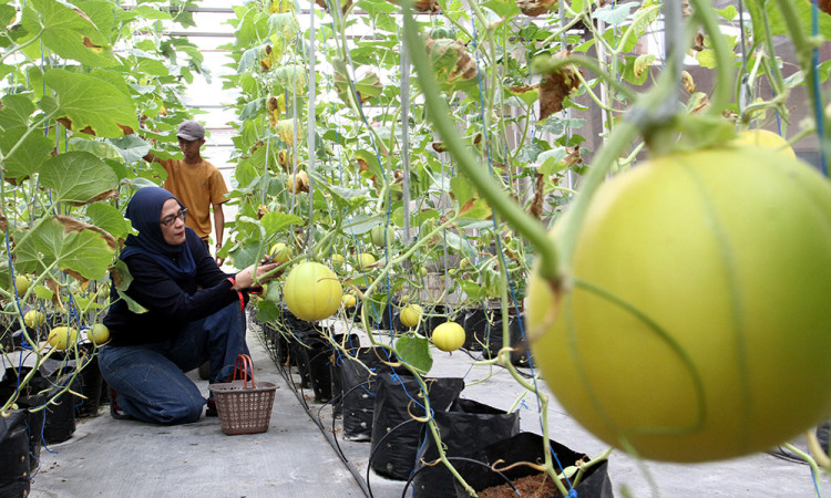 Wisata Petik Melon Milik BUMDes di Malang