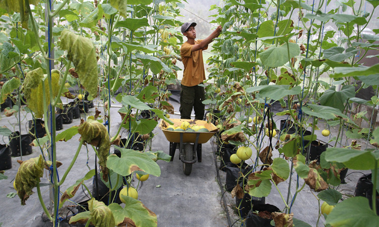 Wisata Petik Melon Milik BUMDes di Malang