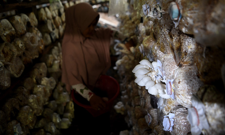Budidaya Jamur Tiram di Kutai Kartanegara
