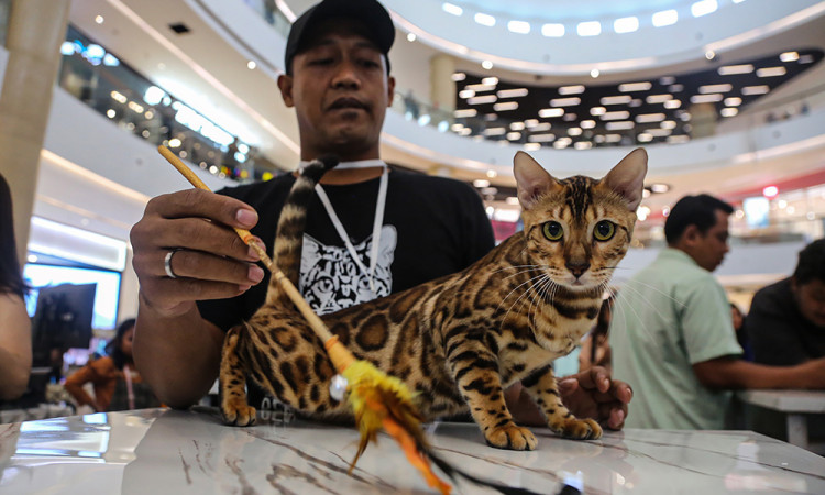 International Cat Show 2025 di Semarang