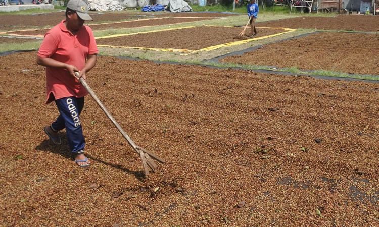 Harga Kopi Robusta Turun di Jember