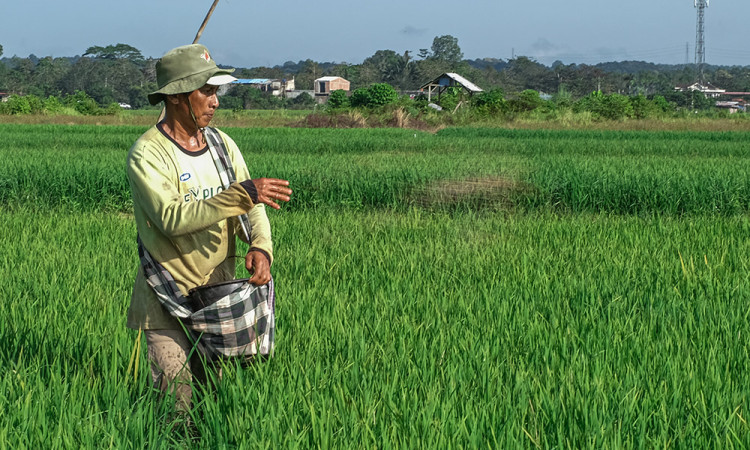 Pencetakan Lahan Sawah Baru Guna Pacu Ketahanan Pangan