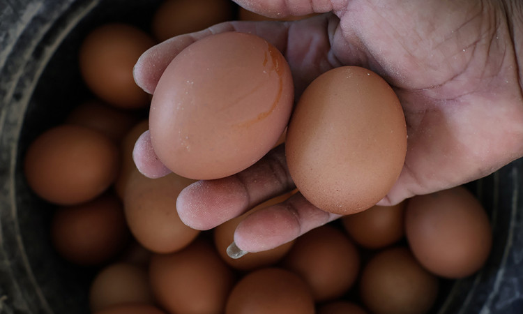 Kenaikan Biaya Pakan Ayam Petelur