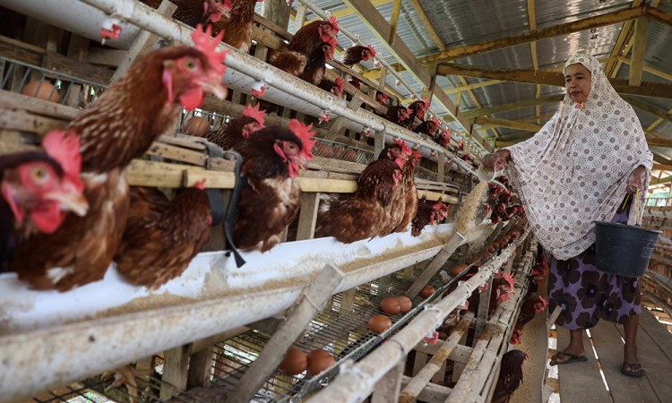 Kenaikan Biaya Pakan Ayam Petelur