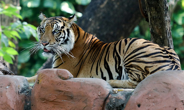 Harimau Sumatera Jadi Koleksi Baru di Kebun Bincatang Surabaya