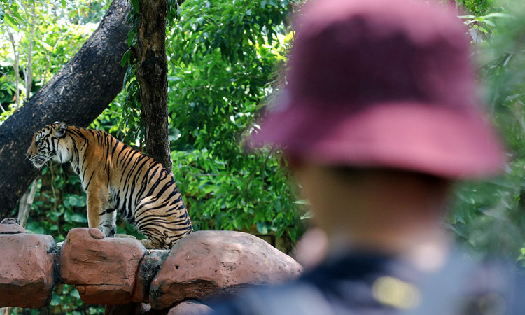Harimau Sumatera Jadi Koleksi Baru di Kebun Bincatang Surabaya