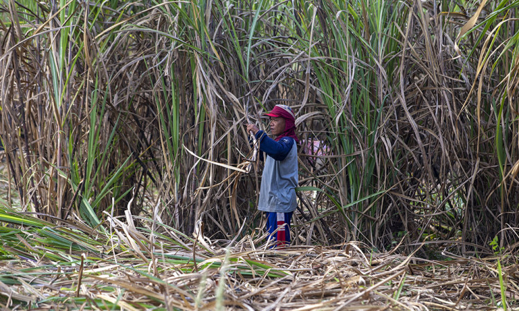 Percepatan Swasembada Gula Nasional