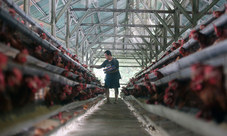 Harga Telur di Indonesia Melampaui HAP