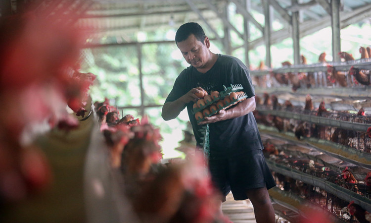 Harga Telur di Indonesia Melampaui HAP