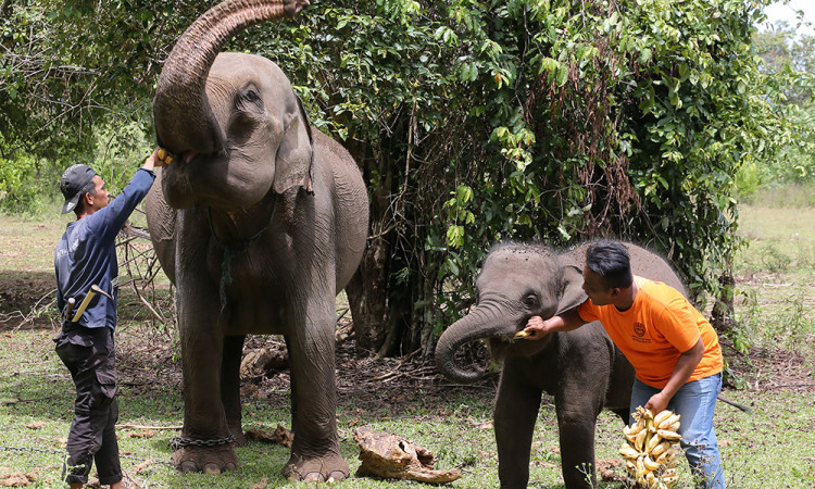 Peringatan Hari Gajah Sedunia