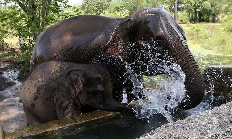 Peringatan Hari Gajah Sedunia