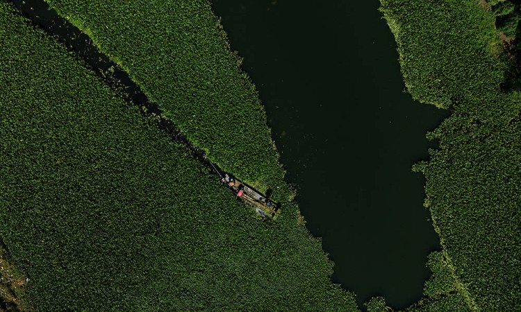 Pembersihan Eceng Gondok di Waduk Tunggu Pampang