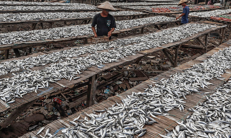 Produksi Ikan Nasional Meningkat