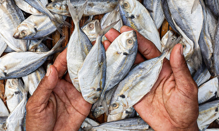 Produksi Ikan Nasional Meningkat