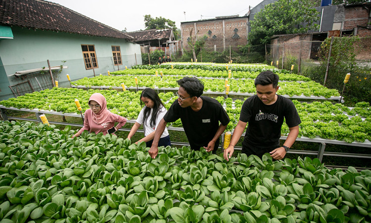 Edukasi Pertanian Hidroponik Anak Muda