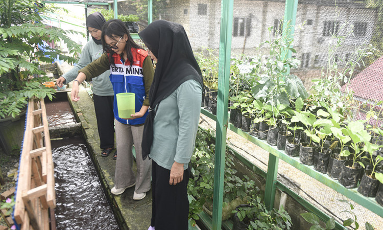 Ruang Hijau Ketahanan Pangan Untuk Keluarga