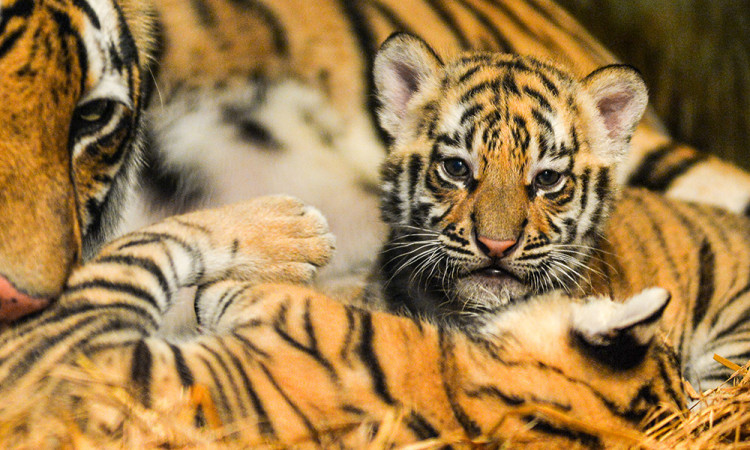 Kelahiran Anak Harimau Benggala di Kebun Binatang Bandung