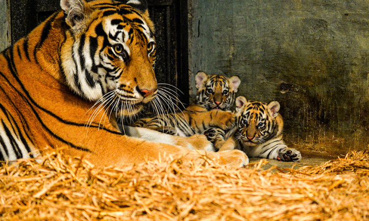 Kelahiran Anak Harimau Benggala di Kebun Binatang Bandung