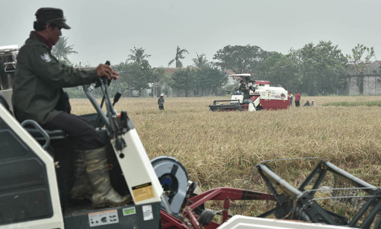 Panen Raya di Lahan Rampasan Negara
