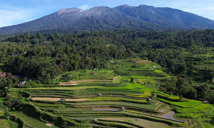 Proyeksi Beras Nasional Surplus September 2025