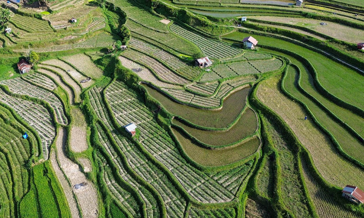 Proyeksi Beras Nasional Surplus September 2025