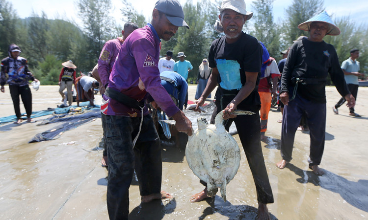 Penyelamatan Penyu Sisik Yang Terancam Punah