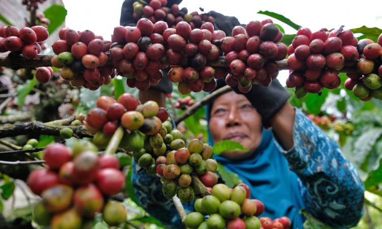 Produksi Kopi Indonesia Catat Kenaikan 40-60 Persen