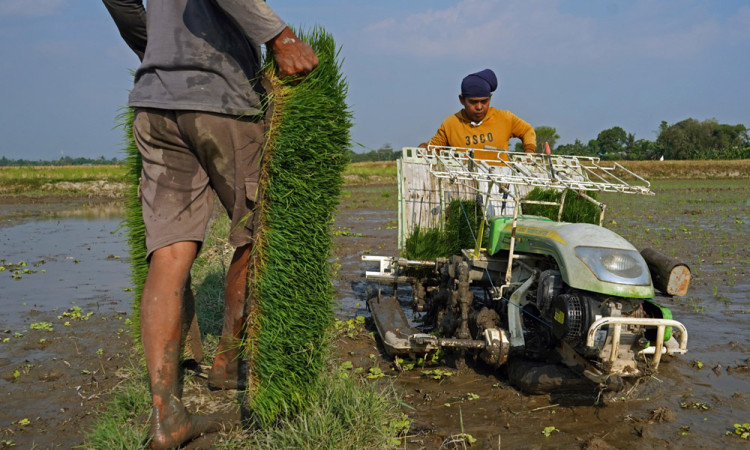 Penyaluran Kredit Alsintan Rp30,73 Miliar ke 43 Debitur