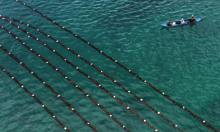 Puluhan Ton Rumput Laut Coklat Panen di Wakatobi