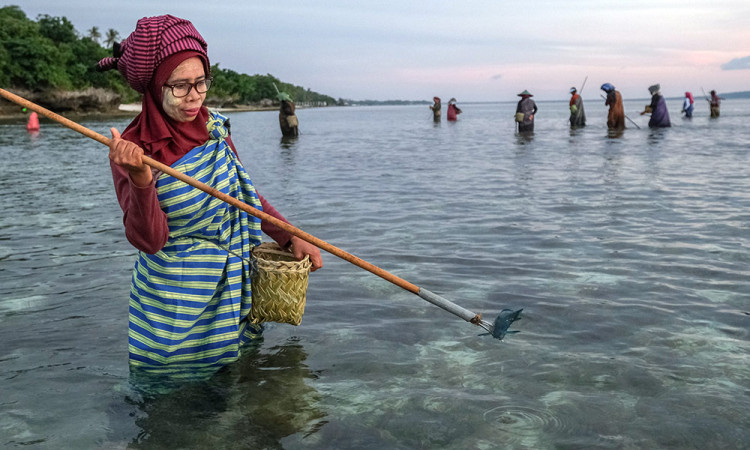 Warga Desa Sombu Gelar Hekente, Tradisi Menombak Ikan di Laut Dangkal