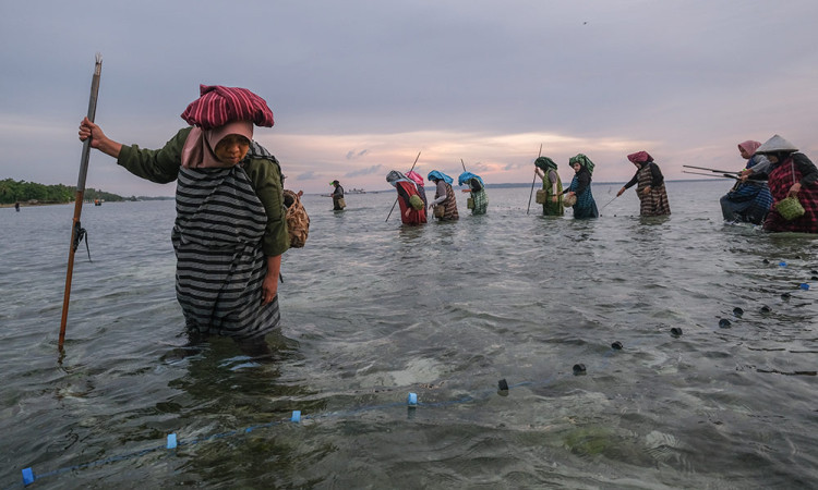 Warga Desa Sombu Gelar Hekente, Tradisi Menombak Ikan di Laut Dangkal